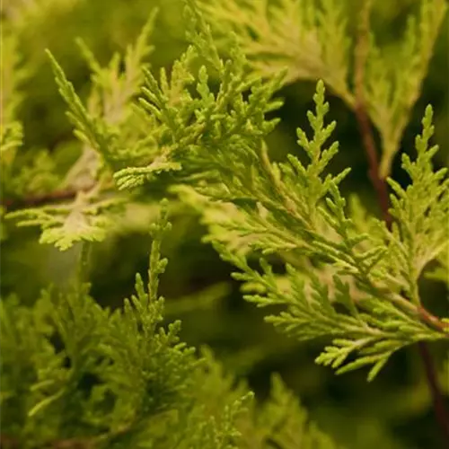 Cupressocyparis leylandii 'Castlewellan Gold' 