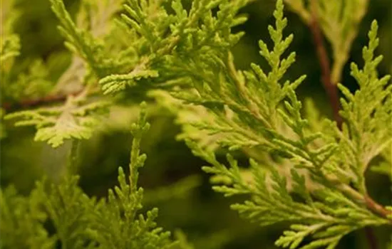 Cupressocyparis leylandii 'Castlewellan Gold'  Cupressocyparis leylandii 'Castlewellan Gold'