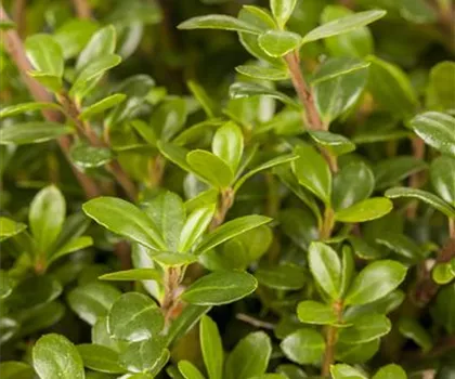 Ilex crenata 'Glorie Gem'  Ilex crenata 'Glorie Gem'