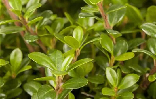 Ilex crenata 'Glorie Gem'  Ilex crenata 'Glorie Gem'