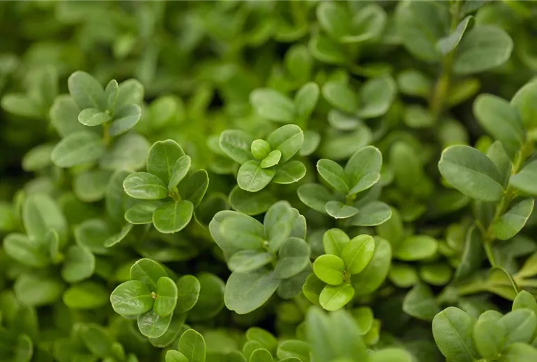 Buxus sempervirens 'Blauer Heinz' Buxus sempervirens 'Blauer Heinz'