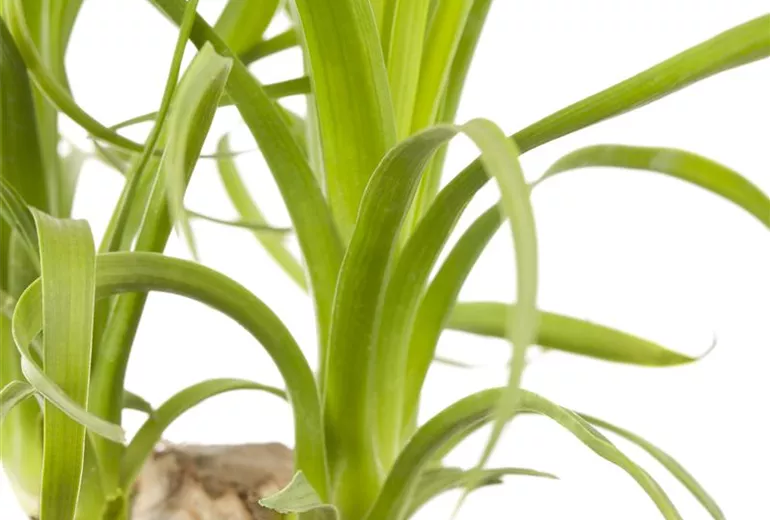 Beaucarnea recurvata