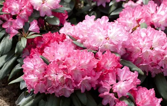 Rhododendron yakushimanum 'Anuschka'  Rhododendron yakushimanum 'Anuschka'