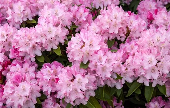 Rhododendron yakushimanum 'Tina Heinje' Rhododendron yakushimanum 'Tina Heinje'