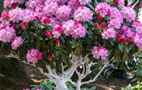 Rhododendron yakushimanum 'Arabella'  Rhododendron yakushimanum 'Arabella'