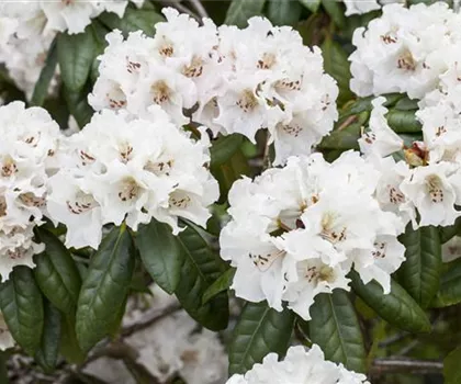 Rhododendron Hybride 'Bellini' Rhododendron Hybride 'Bellini'
