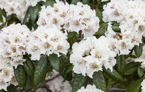 Rhododendron Hybride 'Bellini' Rhododendron Hybride 'Bellini'