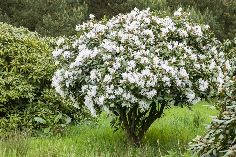 Rhododendron Hybride 'Bellini'