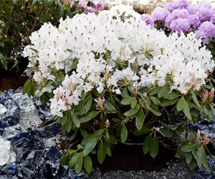 Rhododendron Hybride 'Madame Masson' INKAHRO