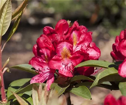 Rhododendron Hybride 'Junifeuer' 
