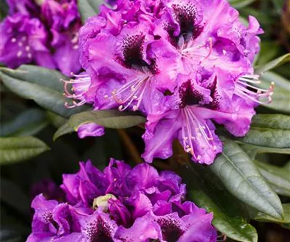 Rhododendron Hybride 'Blaue Jungs' Rhododendron Hybride 'Blaue Jungs'