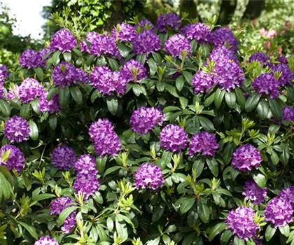 Rhododendron Hybride 'Catawbiense Grandiflorum'  Rhododendron Hybride 'Catawbiense Grandiflorum'