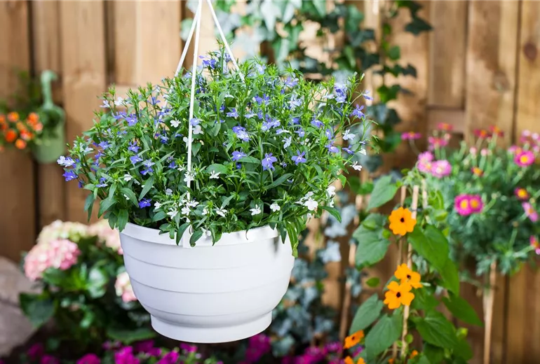 Lobelia erinus pendula Lobelia erinus pendula