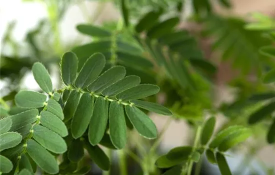 Mimosen, die sensiblen Geschöpfe der Pflanzenwelt Mimosen, die sensiblen Geschöpfe der Pflanzenwelt