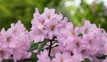 Rhododendron Hybride 'Paola'