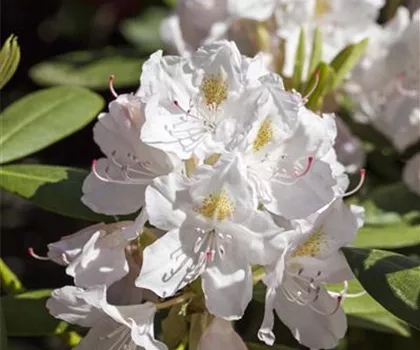 Rhododendron Hybride 'Catawbiense Album' Rhododendron Hybride 'Catawbiense Album'