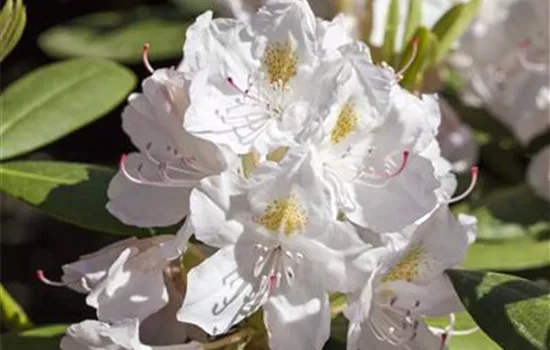 Rhododendron Hybride 'Catawbiense Album' Rhododendron Hybride 'Catawbiense Album'