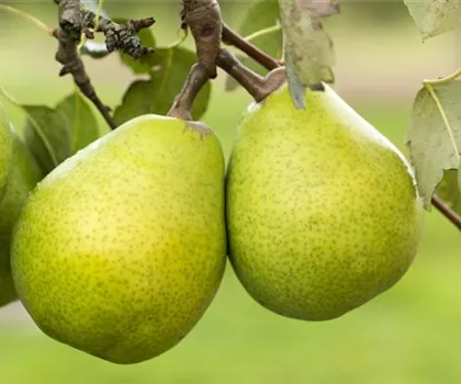 Pyrus communis 'Alexander Lucas' 