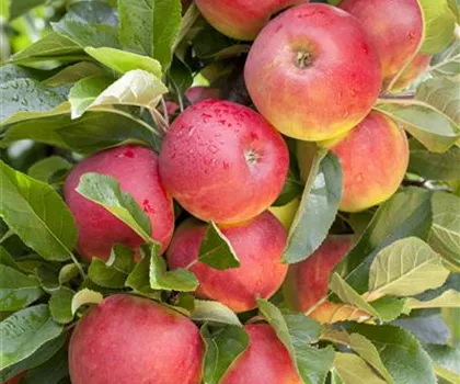 Malus domestica 'Elstar'  Malus domestica 'Elstar'