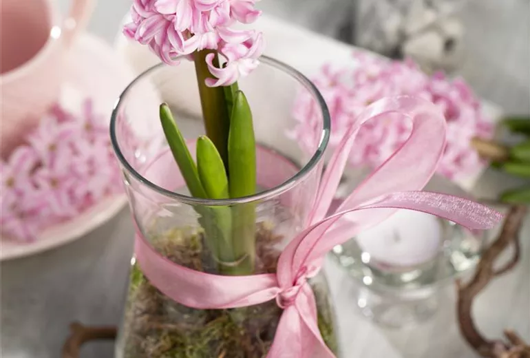 Hyacinthus