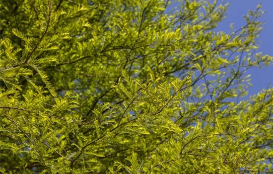 Taxodium distichum  Taxodium distichum