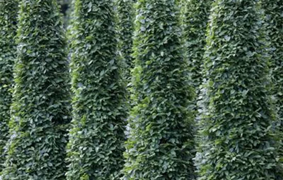 Carpinus betulus 'Fastigiata' Carpinus betulus 'Fastigiata'