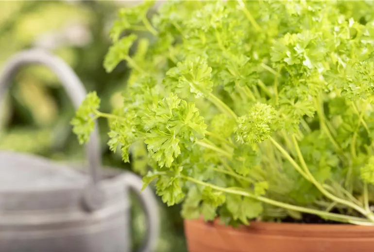 Petroselinum crispum Petroselinum crispum