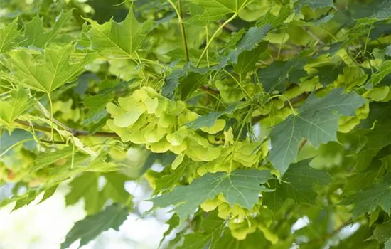 Acer platanoides  Acer platanoides