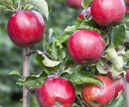 Malus domestica 'Florina' 