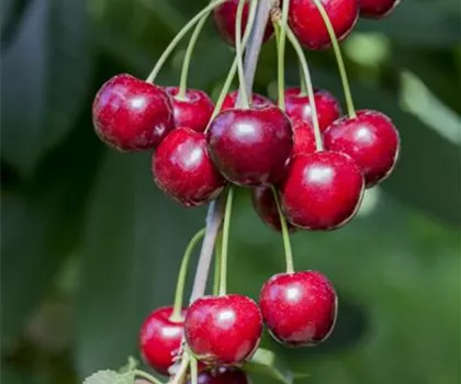 Prunus avium 'Hedelfinger Riesenkirsche'  Prunus avium 'Hedelfinger Riesenkirsche'