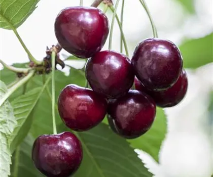 Prunus avium 'Große Schwarze Knorpelkirsche'  Prunus avium 'Große Schwarze Knorpelkirsche'