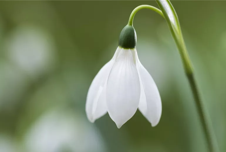 Galanthus nivalis