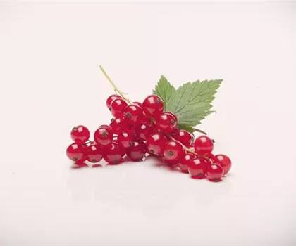 Ribes rubrum 'Rovada' 