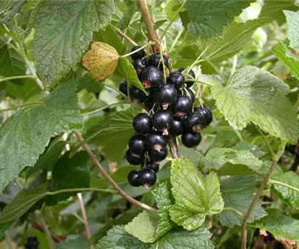 Ribes nigrum 'Titania' Ribes nigrum 'Titania'