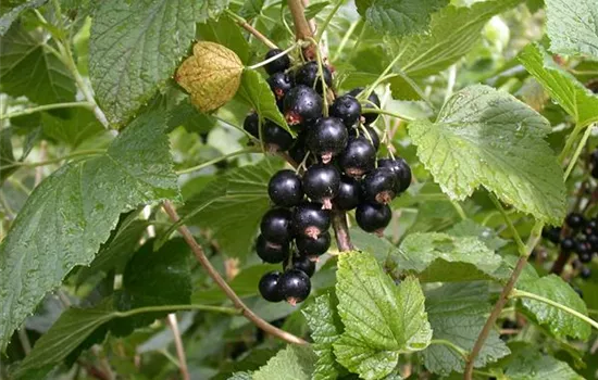 Ribes nigrum 'Titania' Ribes nigrum 'Titania'