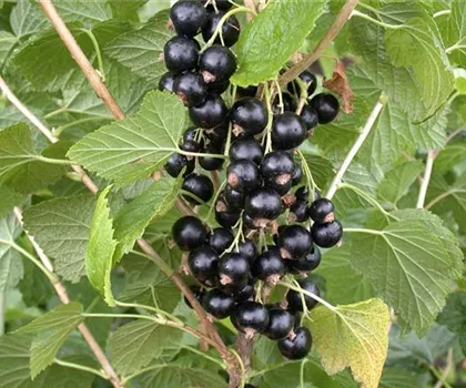 Ribes nigrum 'Rosenthals Langtraubige'  Ribes nigrum 'Rosenthals Langtraubige'