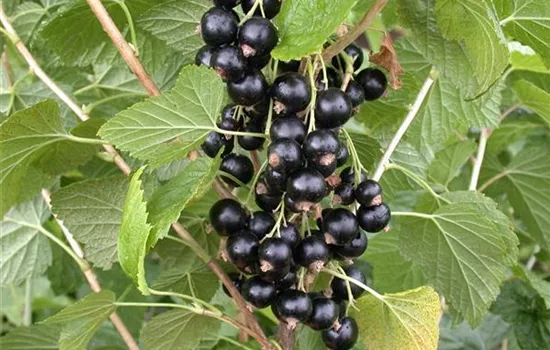 Ribes nigrum 'Rosenthals Langtraubige'  Ribes nigrum 'Rosenthals Langtraubige'