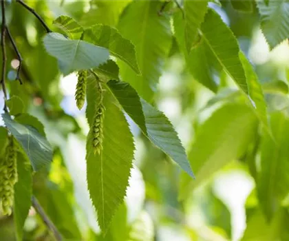 Carpinus betulus  Carpinus betulus