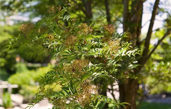 Sorbus domestica  Sorbus domestica