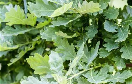 Quercus robur  Quercus robur