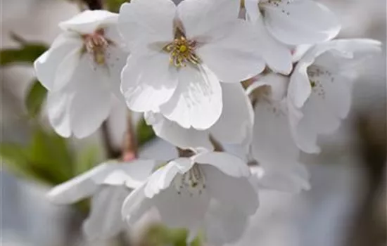 Prunus fruticosa 'Globosa'
