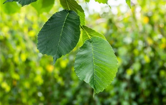 Ulmus glabra 'Camperdownii'