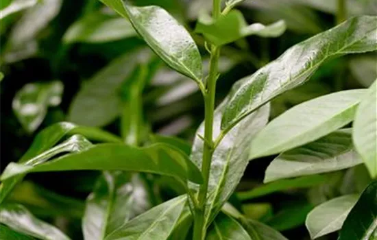 Prunus laurocerasus 'Genolia' Prunus laurocerasus 'Genolia'