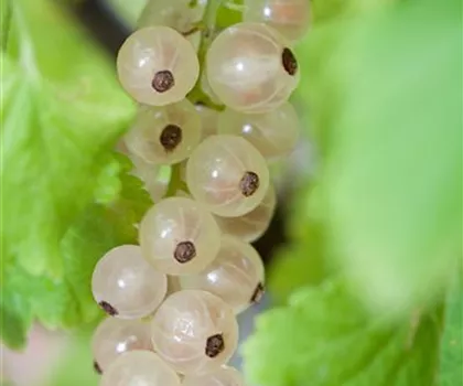 Ribes sativum 'Weiße Versailler' 