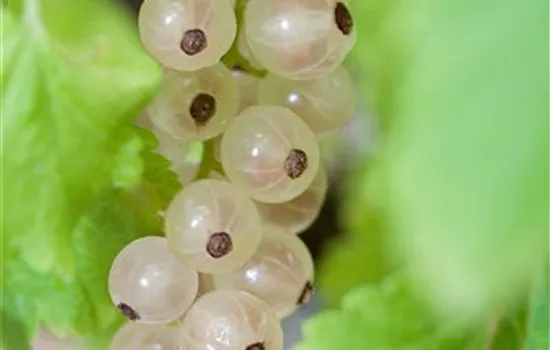 Ribes sativum 'Weiße Versailler'  Ribes sativum 'Weiße Versailler'
