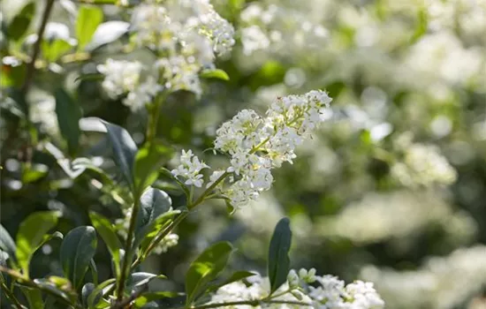 Ligustrum vulgare 'Lodense'
