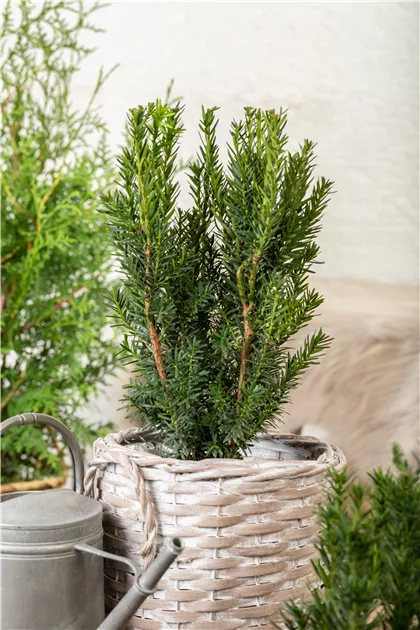 Taxus media 'Hillii'