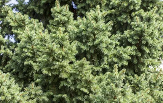 Picea abies  Picea abies