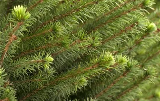 Picea omorika 