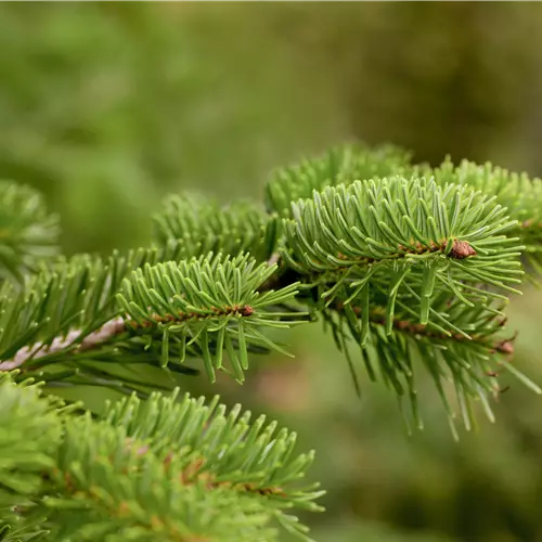 Abies nordmanniana 